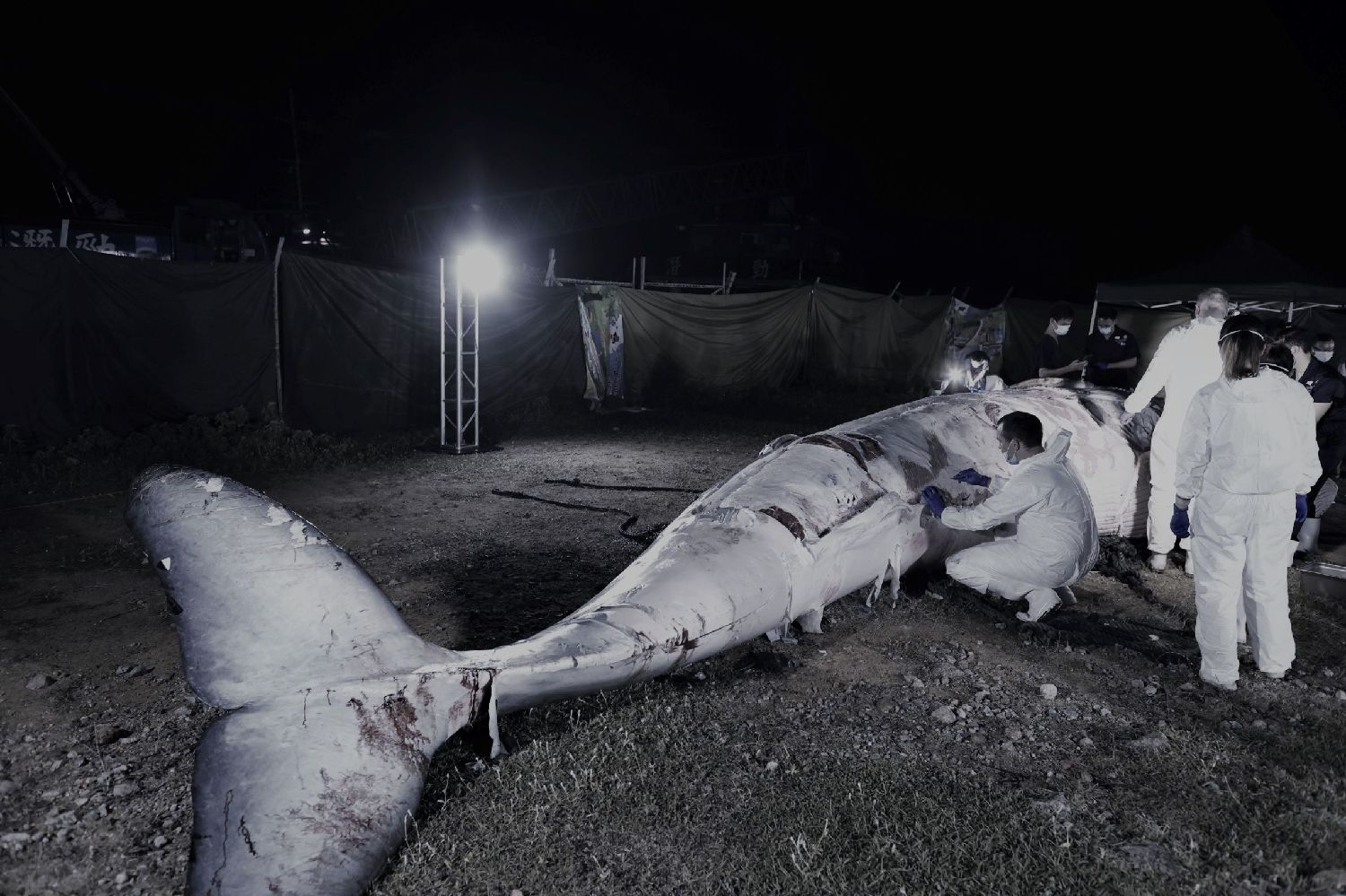 香港海域发现鲸鱼尸体官方称将避免同类事件发生