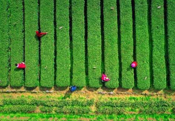 浙江茶叶出口形势喜人瞄准品牌与多元拓出海路径