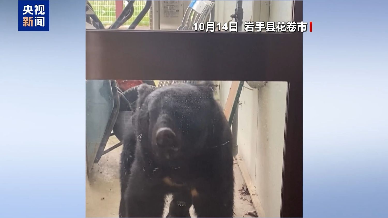 熊害”已致13人死亡日本防熊产品热销